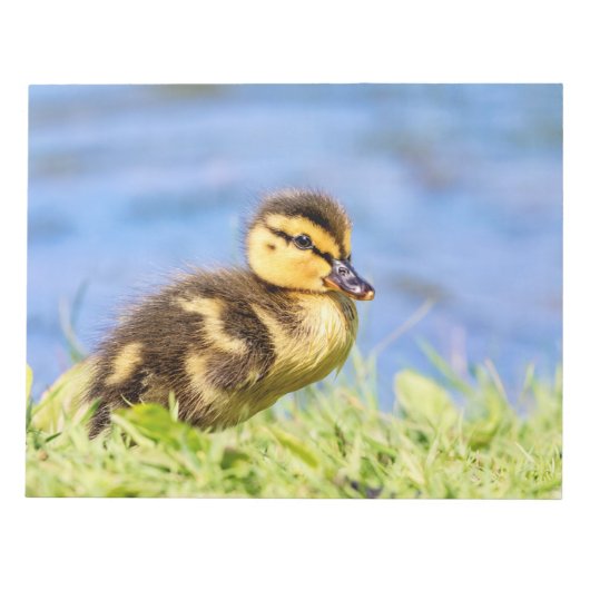 Bloc-note Mallard Duckling (Devant)
