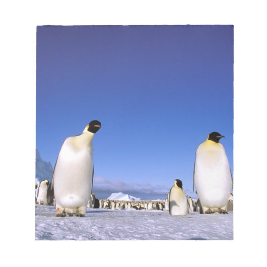Bloc-note Manchot | Antarctique, péninsule Antarctique (Devant)