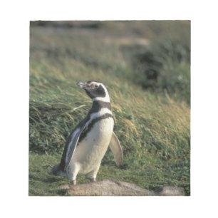 Bloc-note Manchot de Magellan (Spheniscus magellanicus),