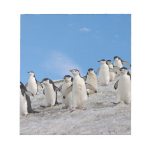 Bloc-note Manchots à Collier   Pygoscelis Antarctica