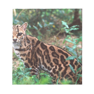Bloc-note Margay, Leopardus wiedi, Natif du Mexique vers