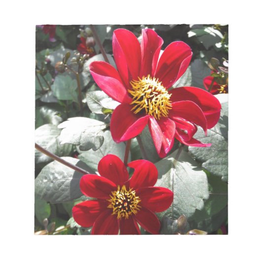Bloc-note marguerite rose chaud rouge / marguerites fleurs (Devant)