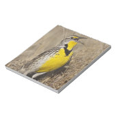 Bloc-note Meadowlark occidental (Strunella négligecta) (Tourné)