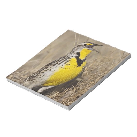 Bloc-note Meadowlark occidental (Strunella négligecta) (Tourné)