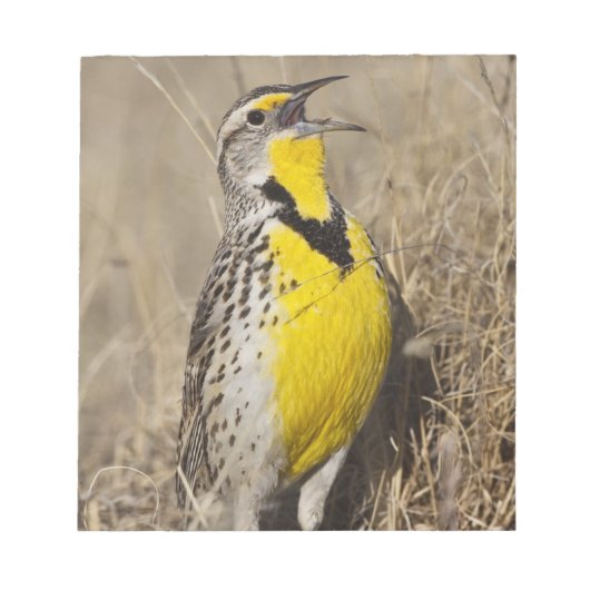 Bloc-note Meadowlark occidental (Strunella négligecta) (Devant)