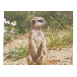 Bloc-note Meerkat 2014-0901