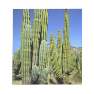 Bloc-note Mexique, Sonora, San Carlos. Saguaro & Organ Pipe