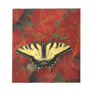 Bloc-note Michigan, Wetmore Tiger Swallowtail sur érable
