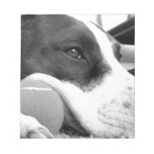 Bloc-note mignon chien pitbulle à l'air triste noir blanc av (Devant)