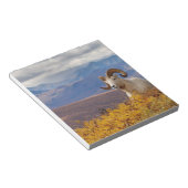 Bloc-note mouflons, Ovis dalli, bélier (Incliné)