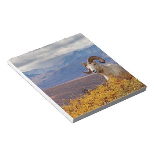 Bloc-note mouflons, Ovis dalli, bélier (Incliné)