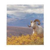 Bloc-note mouflons, Ovis dalli, bélier (Devant)