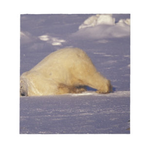 Bloc-note NA, Canada, Manitoba, Churchill, Ours polaire