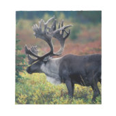 Bloc-note NA, États-Unis, Alaska, Denali NP, Bull caribou 3 (Devant)