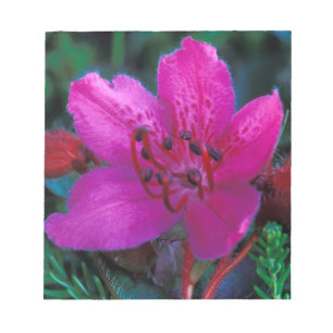 Bloc-note NA, États-Unis, Alaska, Îles Aléoutiennes, Fleurs