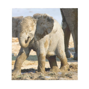 Bloc-note Namibie, Afrique : bébé éléphant d'Afrique