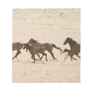Bloc-note Namibie, Aus. Groupe de chevaux sauvages en train