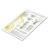 Bloc-note Nerfs épineux Subluxes Tear Off Pads (Incliné)