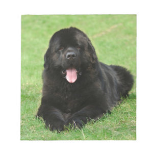 Bloc-note Newfoundland dog