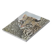 Bloc-note Ocelot, Felis pardalis, captif, femelle au repos 2 (Tourné)
