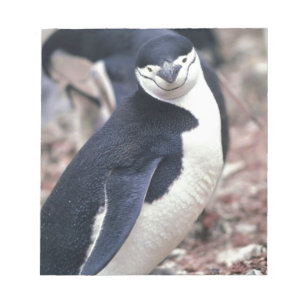 Bloc-note Oiseau de pingouin mignon animal noir eau blanche