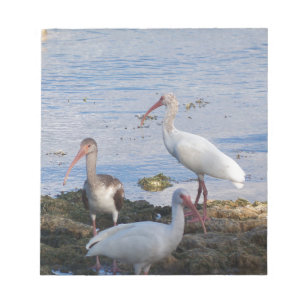 Bloc-note Oiseaux Ibis sur la rive de la baie de Floride