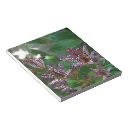 Bloc-note Orchidée blanche rayée violette rose comme lys de (Incliné)