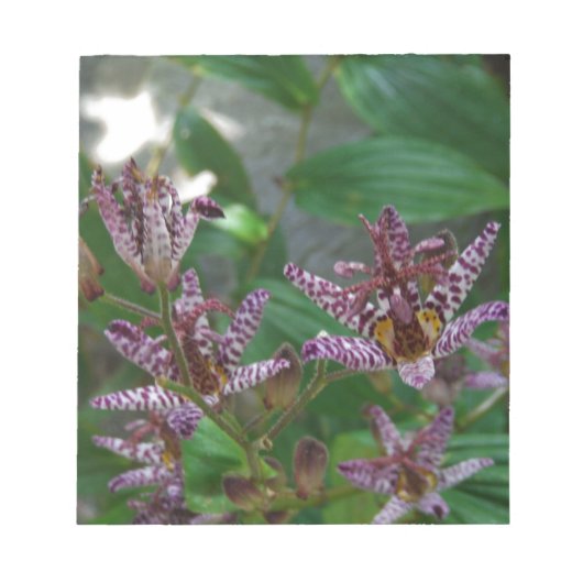 Bloc-note Orchidée blanche rayée violette rose comme lys de  (Devant)