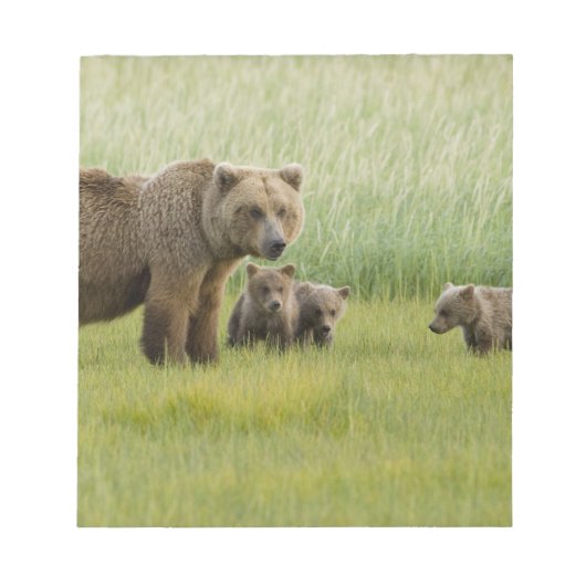 Bloc-note Ours brun d'Alaska femelle et trois oursons, Ursus (Devant)