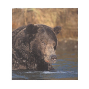 Bloc-note ours brun, Ursus arctos, grizzly, Ursus 5