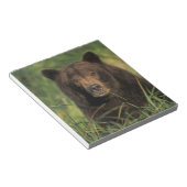 Bloc-note ours brun, Ursus arctos, grizzly, Ursus 9 (Incliné)