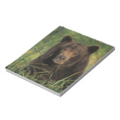 Bloc-note ours brun, Ursus arctos, grizzly, Ursus 9 (Tourné)
