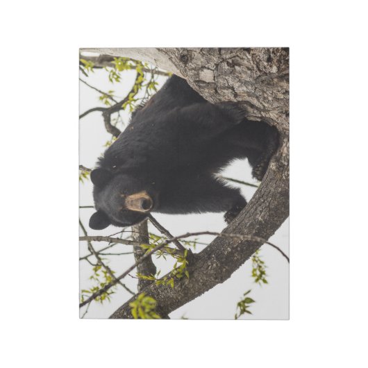 Bloc-note Ours noir Escalade (Tourné)