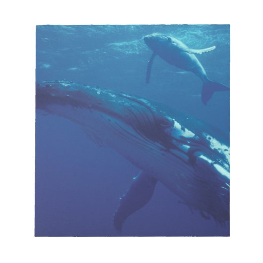 Bloc-note Pacifique Sud, Tonga. baleine à bosse et baleineau (Devant)
