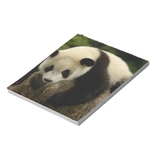 Bloc-note Panda bébé géant (Ailuropoda melanoleuca) (Tourné)