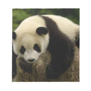 Bloc-note Panda bébé géant (Ailuropoda melanoleuca)