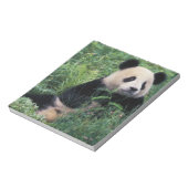 Bloc-note Panda géant dans l'herbe, vallée de Wolong, Sichua (Tourné)