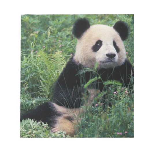 Bloc-note Panda géant dans l'herbe, vallée de Wolong, Sichua (Devant)