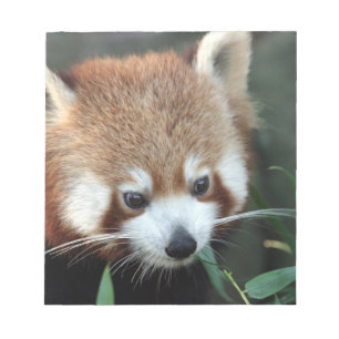Bloc-note Panda roux, Taronga Zoo, Sydney, Australie