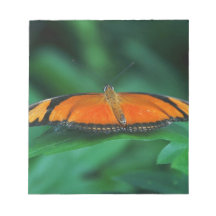 Papillon brillant orange et noir sur une feuille