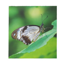 Papillon Brown foncé et gris