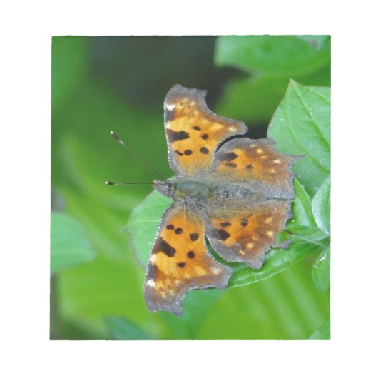 Bloc-note Papillon orange (Devant)