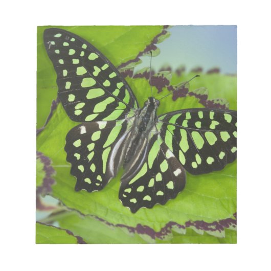 Bloc-note Papillon sur fond vert (Devant)