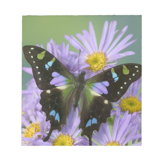 Bloc-note Papillon sur Violet (Devant)