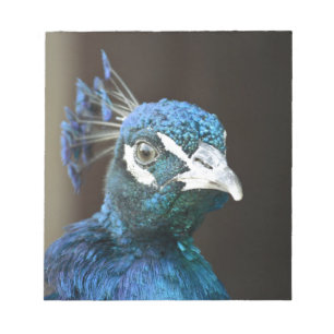 Bloc-note peacock