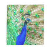 Bloc-note Peacock Plumage (Devant)