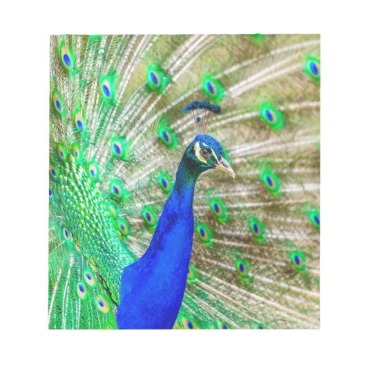 Bloc-note Peacock Plumage (Devant)