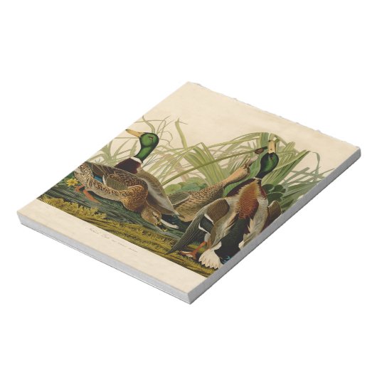 Bloc-note Peinture d'oiseaux de Mallard Duck Audubon (Tourné)
