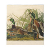 Bloc-note Peinture d'oiseaux de Mallard Duck Audubon (Devant)