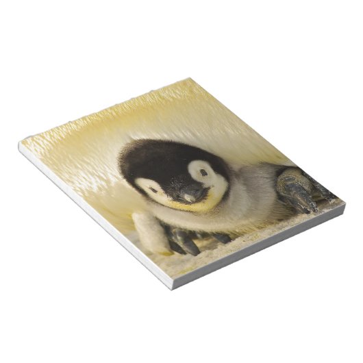 Bloc-note Penguin baby (Incliné)